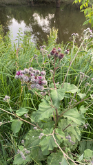 Arctium tomentosum