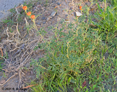 Sphaeralcea australis
