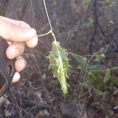 Dictyanthus asper