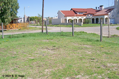 Sphaeralcea australis