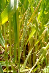 Alopecurus myosuroides