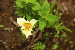 Tigridia mexicana passiflora