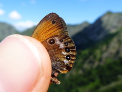 Coenonympha gardetta darwiniana