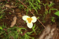 Tigridia mexicana passiflora