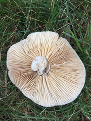 Lactarius fumosus
