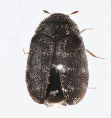 Trogoderma versicolor