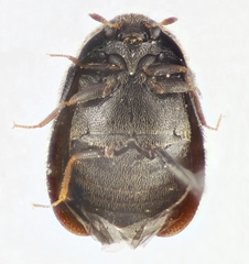 Trogoderma versicolor