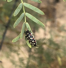 Acmaeodera gibbula