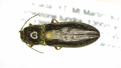 Setasomus nitidulus