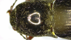 Setasomus nitidulus