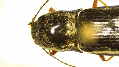 Setasomus nitidulus