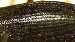 Setasomus nitidulus