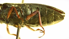 Setasomus nitidulus