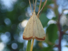Udea institalis