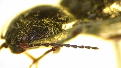 Setasomus nitidulus