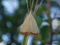 Udea institalis