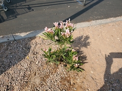 Nerium oleander