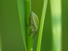 Chlorochroa uhleri