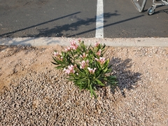 Nerium oleander