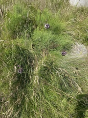 Allium