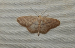 Scopula spoliata