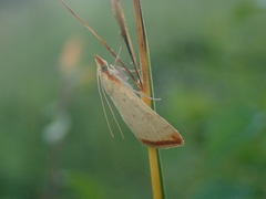Udea institalis