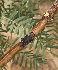 Chrysobothris octocola