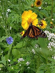 Danaus plexippus