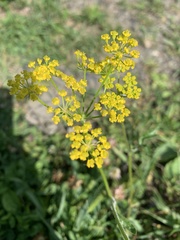 Pastinaca armena