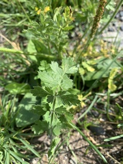 Pastinaca armena