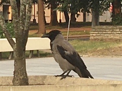 Corvus cornix