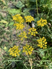 Pastinaca armena