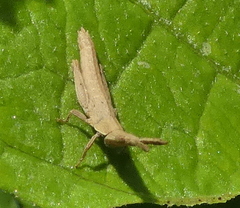 Algete brunneri