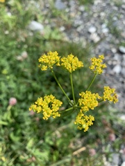 Pastinaca armena