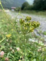 Pastinaca armena