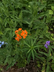 Erysimum croceum