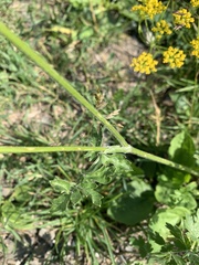 Pastinaca armena