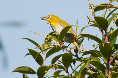 Zosterops japonicus montanus