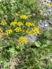 Pastinaca armena