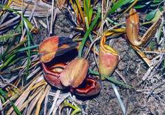 Nepenthes × kinabaluensis