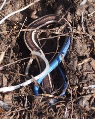 Plestiodon skiltonianus skiltonianus