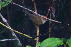 Phyllergates cucullatus