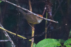 Phyllergates cucullatus