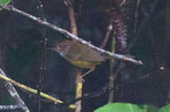 Phyllergates cucullatus