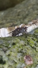 Oedoparena