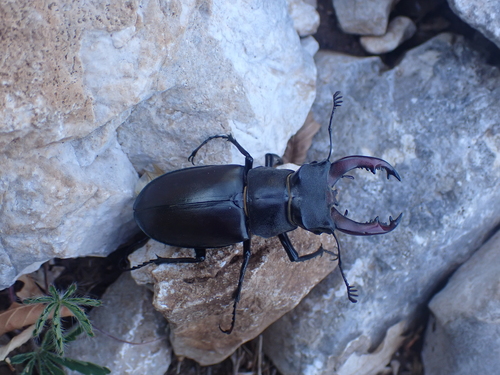 roháč obyčajný (Lucanus cervus)