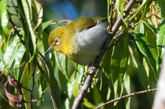 Zosterops japonicus montanus