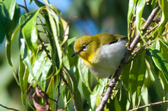 Zosterops japonicus montanus