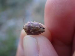 Odontotarsus