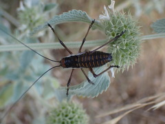 Ephippiger discoidalis